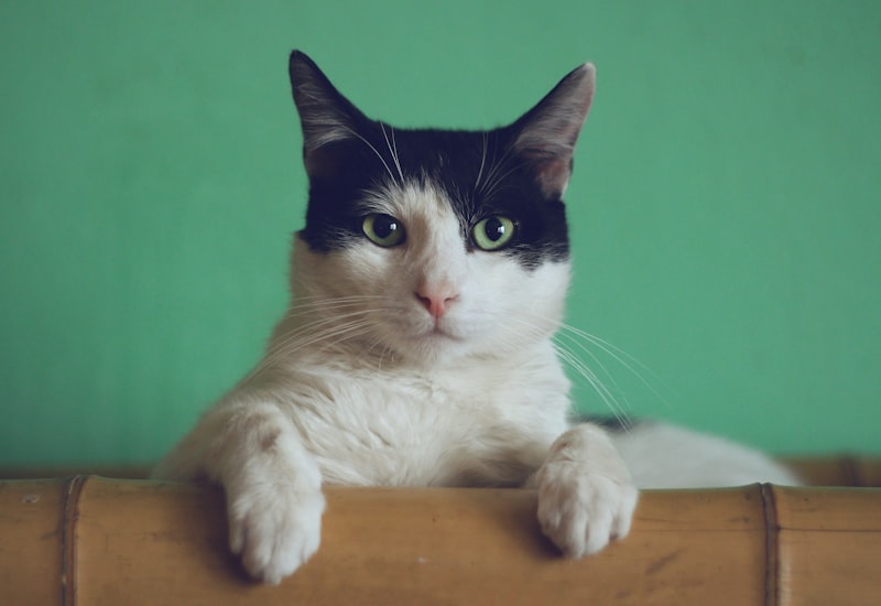 Cat in its natural habitat
