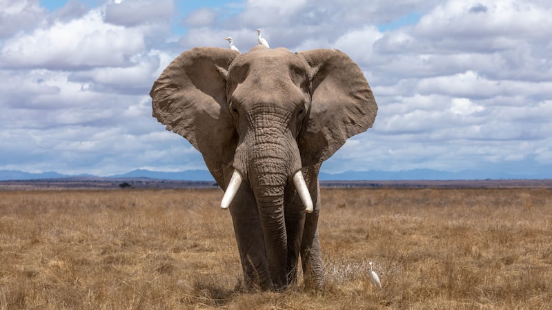 Elephant in its natural habitat