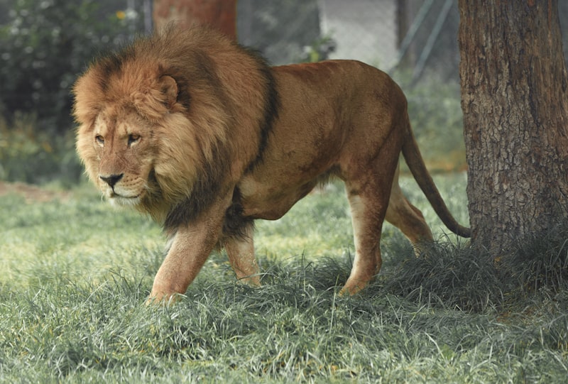 Lion in its natural habitat